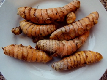 Turmeric Tuber