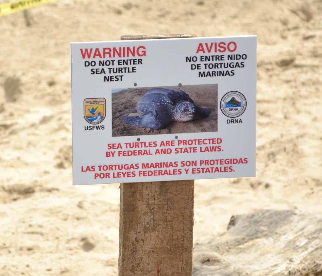 130711 PLAYA PUERTO NUEVO DESOVE DE TORTUGAS (1)