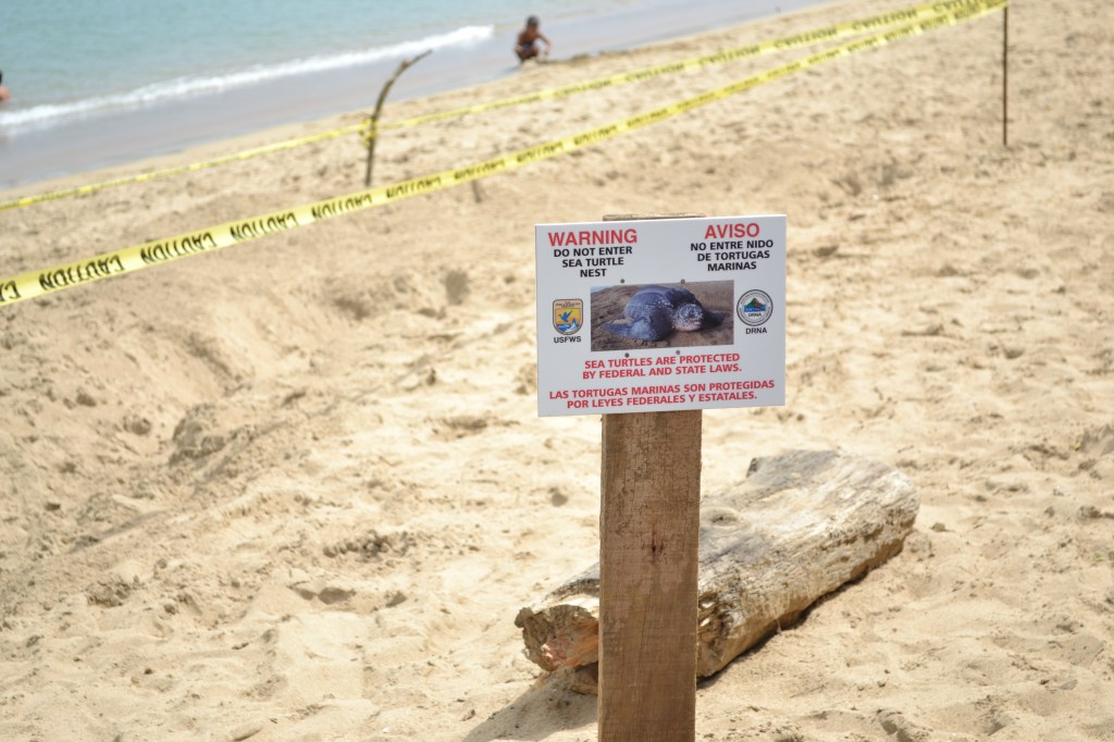 130711 PLAYA PUERTO NUEVO DESOVE DE TORTUGAS (1)