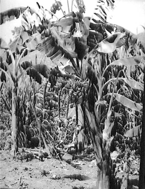 EDV_FOTO_MATA_DE_SEIS_RACIMOS_1947