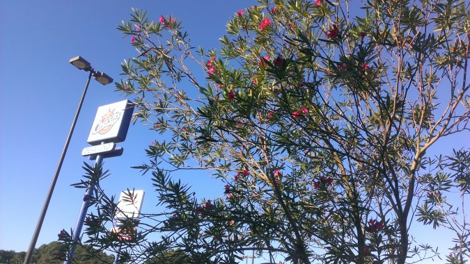 ALHELI EN CHURCHES DE ALMIRANTE