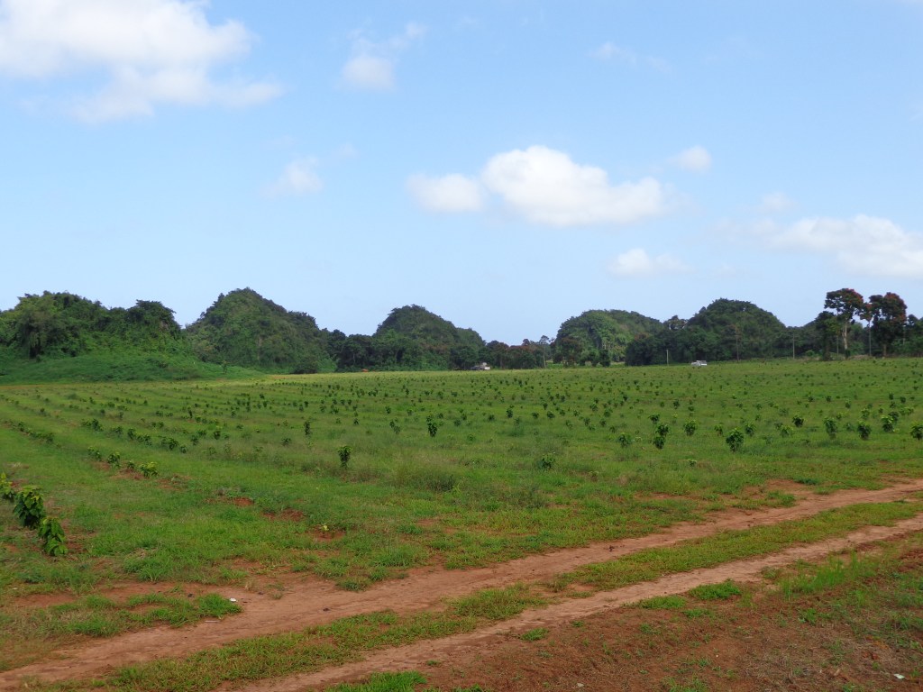 Ciudad Real,Corozal,Isabela 275