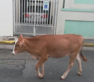 NOVILLA PERDIDA POR LAS CALLES DE VEGA BAJA