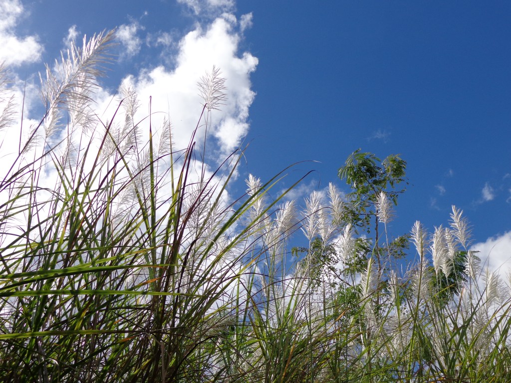 Ciudad Real,Corozal,Isabela 129