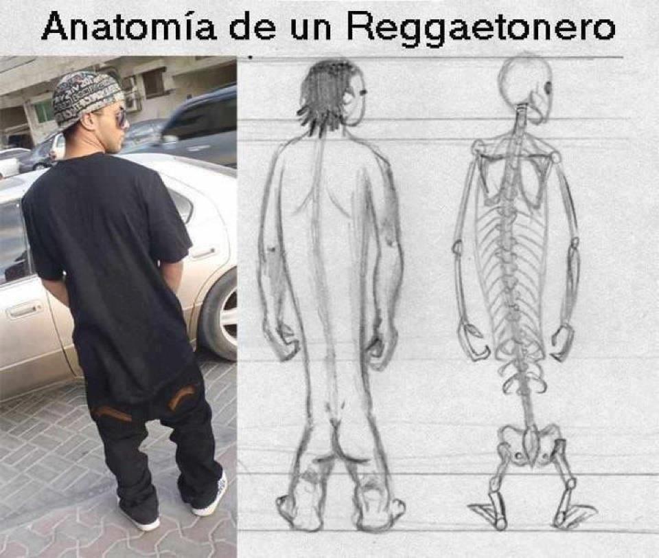 anatomia de un reggeatonero