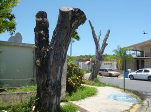 Arbol muerto de Archie 2014 (3)-1