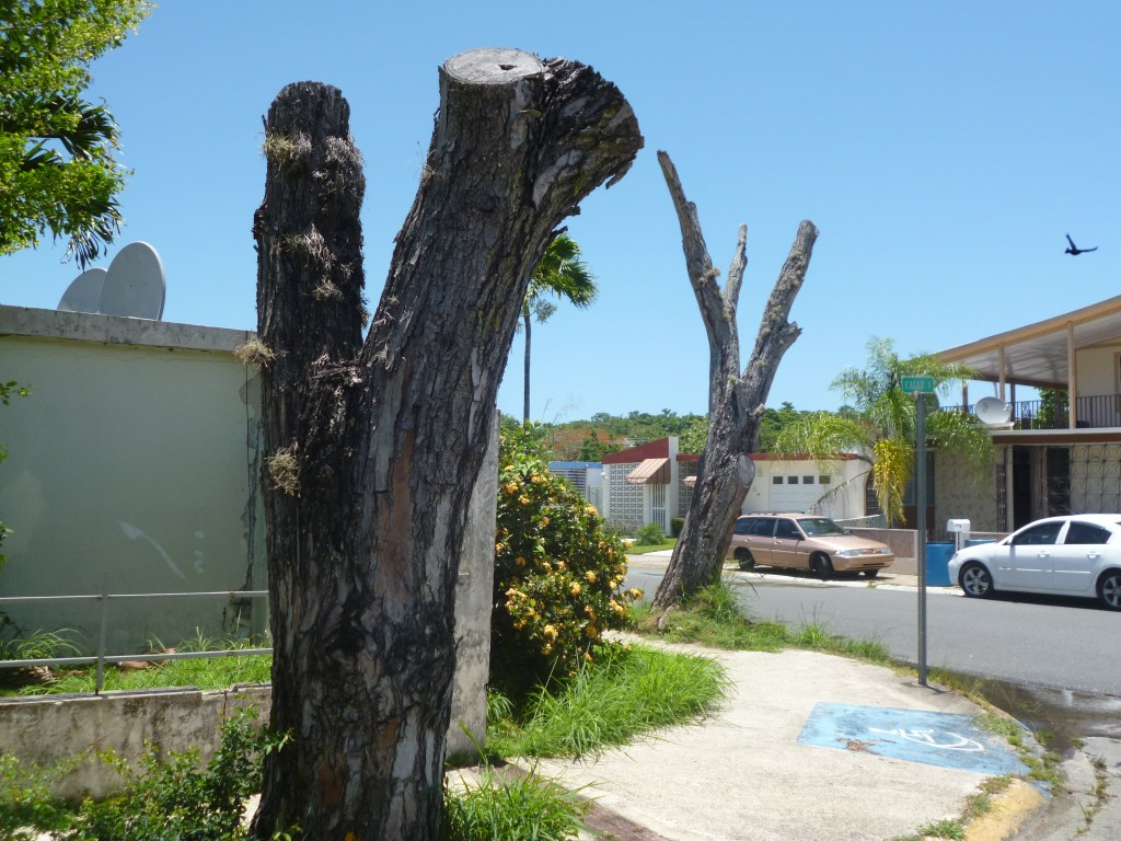 Arbol muerto de Archie 2014 (3)-1