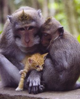 Mono adopta un gato 4