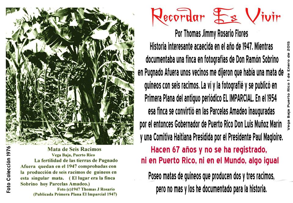 FJR Racimo de platano 1946