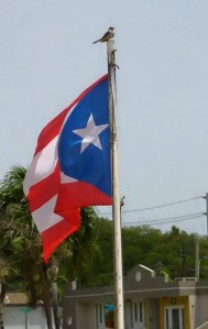 GUATIBIRí EN LA PUNTA DEL ASTA DE LA BANDERA DE MIGUEL OJEDA