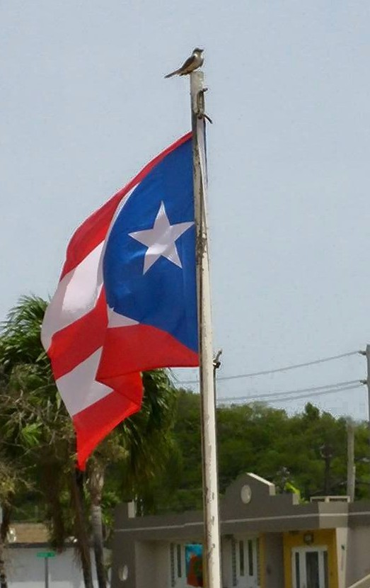 GUATIBIRí EN LA PUNTA DEL ASTA DE LA BANDERA DE MIGUEL OJEDA