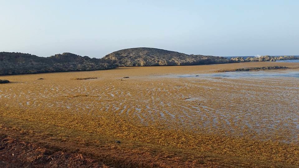 PLAYA PUERTO NUEVO LLEBNA DE SARGAZO